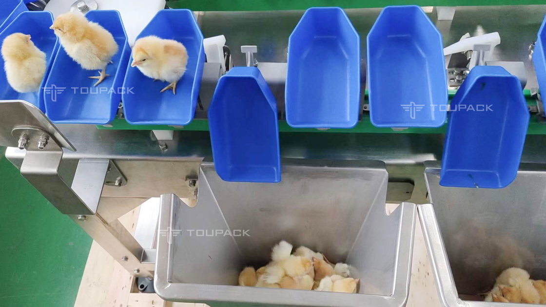 注文の帆立貝のアワビの鶏の重量の分類機械自動フルーツの日付の等級分け機械